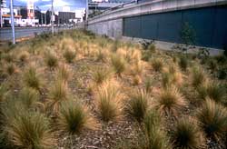 Grasslands Under the Freeway